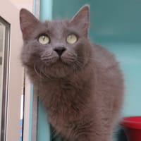 Violette, chatte à adopter
