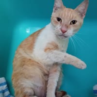 PASTA PAB28607, chat à adopter