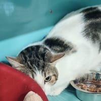 FIFOU, chat à adopter