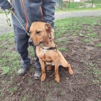 MARCO, chien à adopter