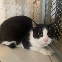 CLOVIS, chat à adopter