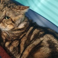 ROXY, chat à adopter