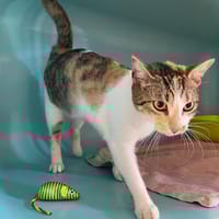 Lola Pab28605, chatte à adopter