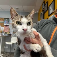 TINOU, chat à adopter