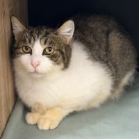 Marie CAB5232, chatte à adopter