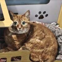 Mimi, chatte à adopter