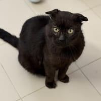 Arnold CAB5215, chat à adopter