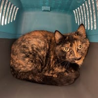 KATIE, chatte à adopter