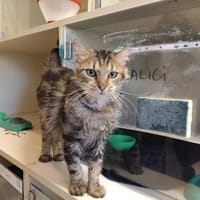 Tchoupi pab2883, chat à adopter