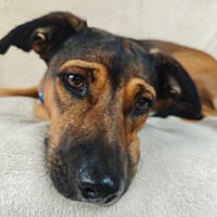 Leetchi, chienne à adopter