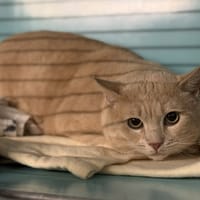 César CAB5108, chat à adopter