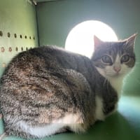 BRIOCHE, chatte à adopter