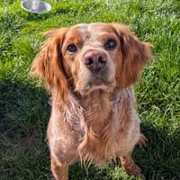 NÉMO, chien à adopter