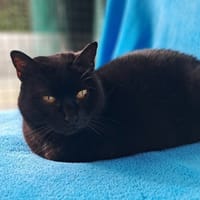 Pink, chatte à adopter