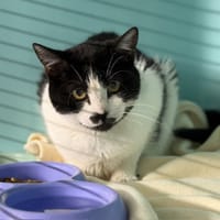 Nathan Cab4802, chat à adopter