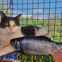 varenne, chat à adopter