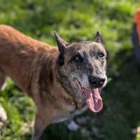 FIDJI, chienne à adopter