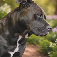 Paty, mamie jolie, chienne à adopter