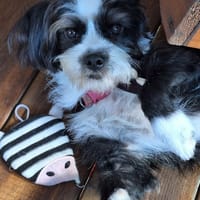 Une super NANA, chienne à adopter