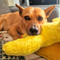 Lucy, la jolie, chienne à adopter