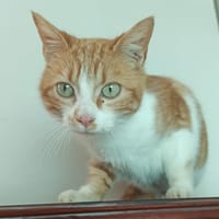 Hawaï Sauvagnon 25, chat à adopter