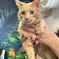 Maui Sauvagnon 21, chat à adopter