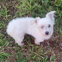 Lilite la princesse, chienne à adopter