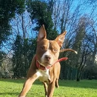 TATUM, le grand sportif joyeux, chien à adopter