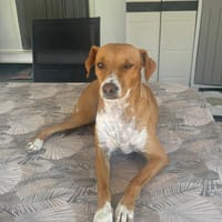 RAFA, chien à adopter