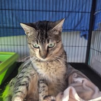 XAVI, chat à adopter