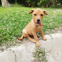 BUGGY la petite joyeuse, chienne à adopter