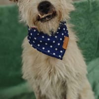 Bouillette, chienne à adopter