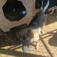 Banjo, chien à adopter