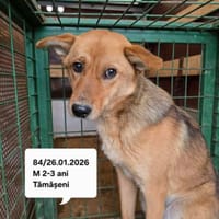 Cooper, chien à adopter