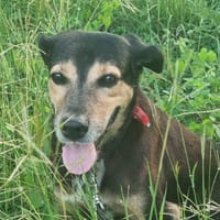 BOLT,  Chien adulte Berger Créole, chien à adopter