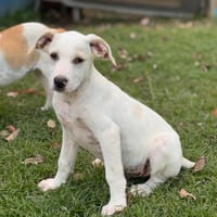 DALLAS, chiot Croisé Labrador mâle, chien à adopter