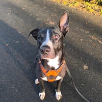 JEÏKO Mâle Berger créole junior, chien à adopter