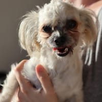 FURBY, junior femelle croisée Chihuahua & bichon, chienne à adopter