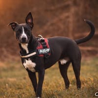 JEÏKO Mâle Berger créole junior, chien à adopter