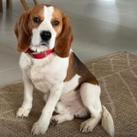 UBAC, chien à adopter