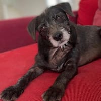 Alfred, chien à adopter