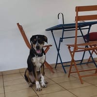 À L’ADOPTION, Tinnie, adorable femelle BERGER CREOLE tricolore, chienne à adopter