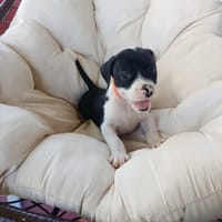 À L’ADOPTION, PATO ,  BERGER CREOLE MÂLE NOIR ET BLANC, chien à adopter