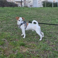 🐾 À L’ADOPTION – TIKO, petit rayon de soleil sur pattes 🐾, chien à adopter