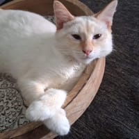 BLANCHE, chaton femelle européen, chatte à adopter