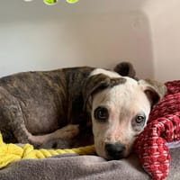 CLÉO, chiot Berger Créole, femelle, chienne à adopter