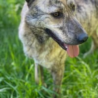 TIGER - tolle Persönlichkeit, Hund zur Adoption