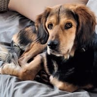 BEAUTY sucht dringend eine Familie, Hündin zur Adoption