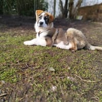 Yves 💙 lieber Herdenschutz-Hund Mix, Hund zur Adoption