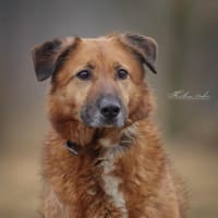 Dipsy, Hündin zur Adoption